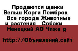 Продаются щенки Вельш Корги Пемброк  - Все города Животные и растения » Собаки   . Ненецкий АО,Чижа д.